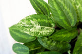 Schismatoglottis sp. Kalimantan
